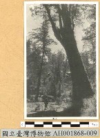 藏品(阿里山神木)的圖片